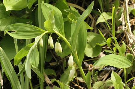 20150504-11IMG_0352アマドコロ_R.jpg