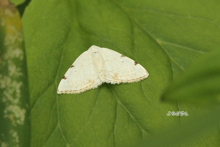 20150504-13IMG_0363フタホシシロエダシャク_R.jpg