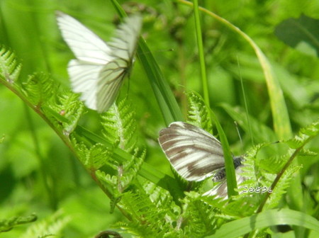 20150504-14CIMG1278スジグロシロチョウ_R.jpg
