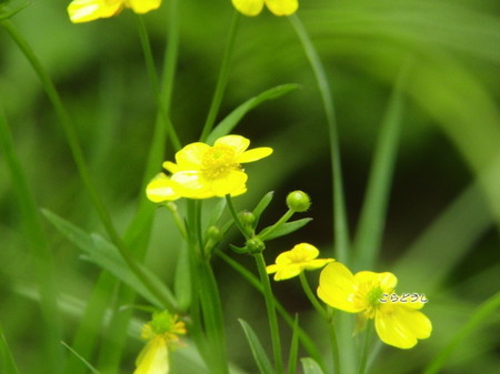 20150504-15CIMG1280ウマノアシガタ_R.jpg