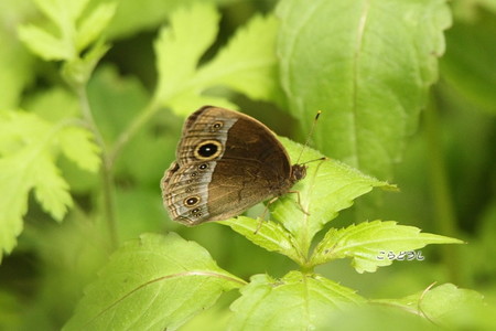 20150504-16IMG_0364ヒメジャノメ_R.jpg
