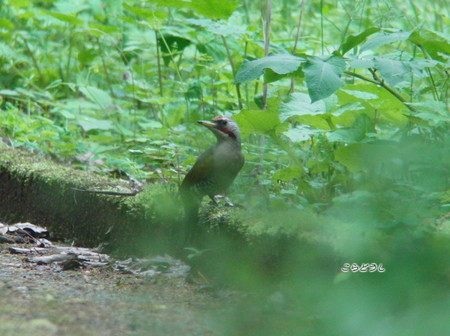20150504-18CIMG1293アオゲラ_R.jpg