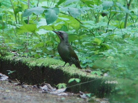 20150504-19CIMG1294アオゲラ_R.jpg