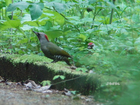 20150504-20CIMG1295アオゲラ_R.jpg