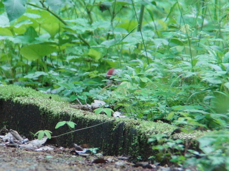 20150504-21CIMG1298アオゲラ_R.jpg