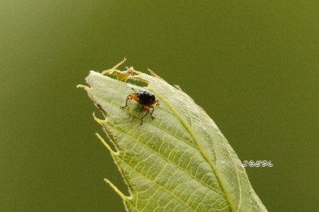 20150504-29IMG_0383ヒメクロオトシブミ♂_R.jpg