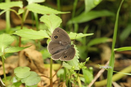 20150504-1IMG_0307コジャノメ_R.jpg