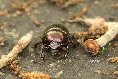 20150504-8IMG_0338センチコガネ_R.jpg
