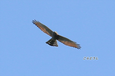 AJ4V1133サシバ_R.jpg