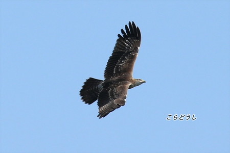 AJ4V1166ハチクマ_R.jpg