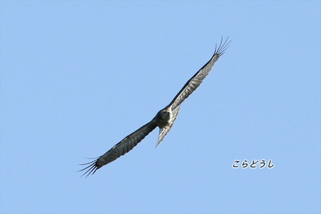 AJ4V1171ハチクマ_R.jpg
