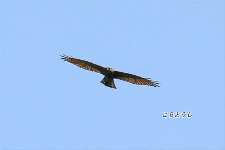 AJ4V1313サシバ_R.jpg