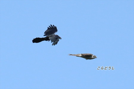 AJ4V1446オオタカブト_R.jpg