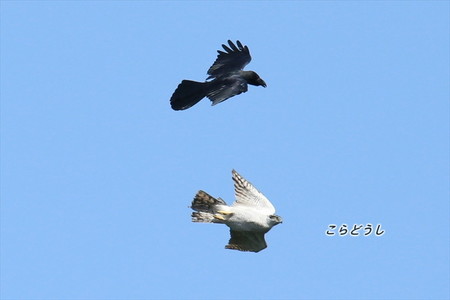 AJ4V1448オオタカブト_R.jpg