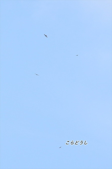 AJ4V1574サシバ_R.jpg
