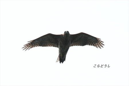 AJ4V1596オオタカ_R.jpg