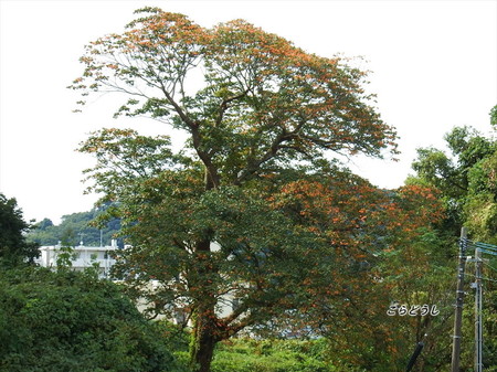 DSCF1852_R.jpg