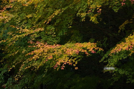 IMGP1928_R.jpg