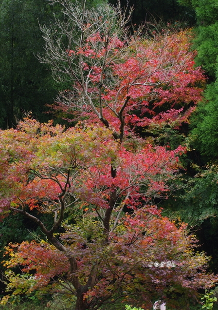 IMGP5103_R.jpg