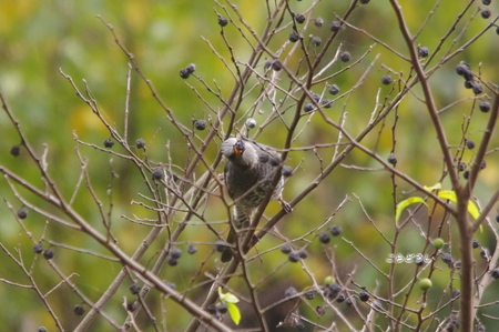 IMGP5198_R.jpg