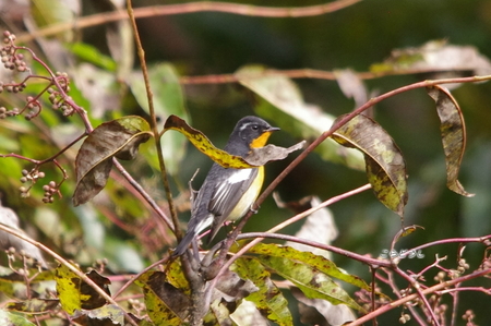 IMGP5205_R.jpg