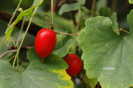 IMGP5240_R.jpg