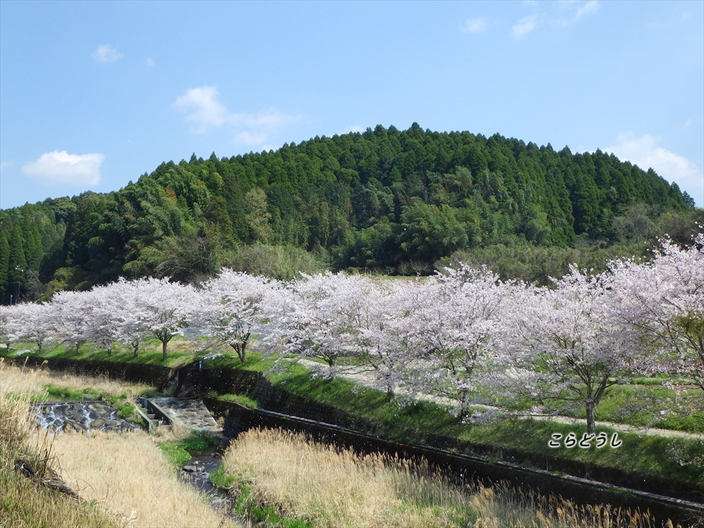 西原村の桜: こらどうしの写真日記